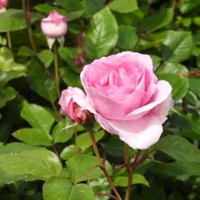 Mum in a Million Rose Hybrid Tea Rose (Rosa Mum in a Million) 2